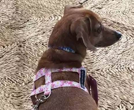 Dog Harness 1