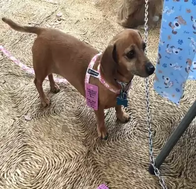 Dog Harness 2