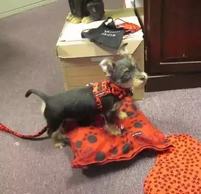 Dog Harness 3