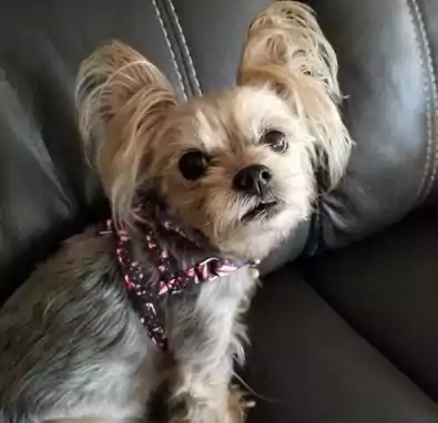 Dog Harness 4