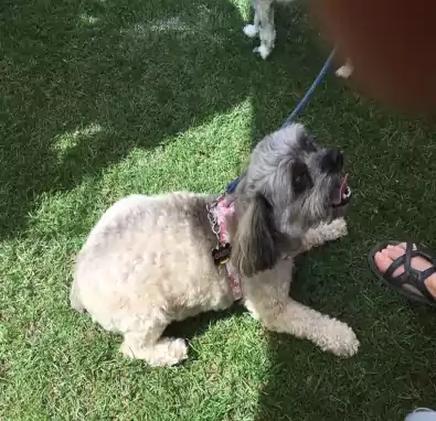 Dog Harness 5