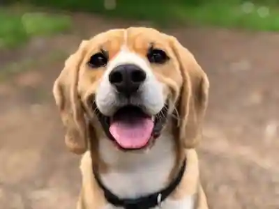 Dog Starring at ou