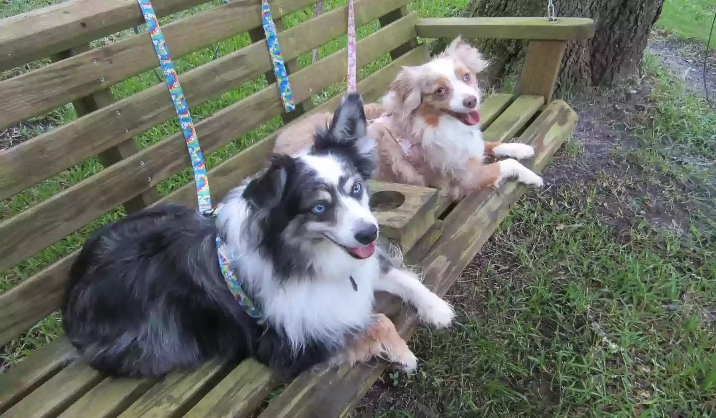 Two dogs sitting on park bench