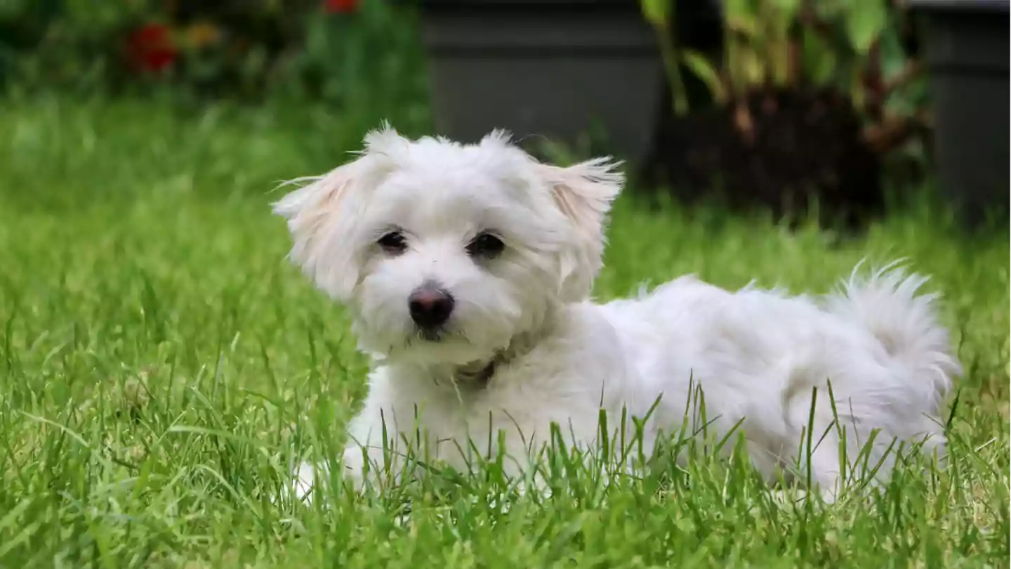Dog Sitting in the Grass